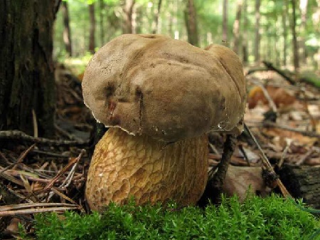 Ядовитые грибы похожие на съедобные